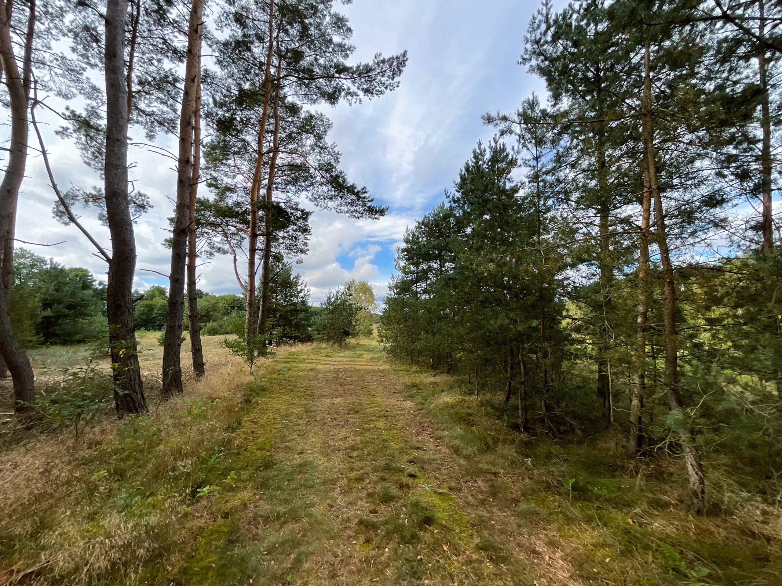 Działki budowlane w jaraczu, działki budowlane wielkopolska, działki budowalne las, działki budowalne oborniki, działki budowlane przy lesie, działki budowlane poznań